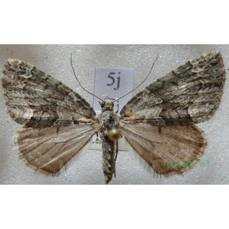 Chloroclysta siterata (Hufnagel, 1767) Paśnik zaroślak Czech5j